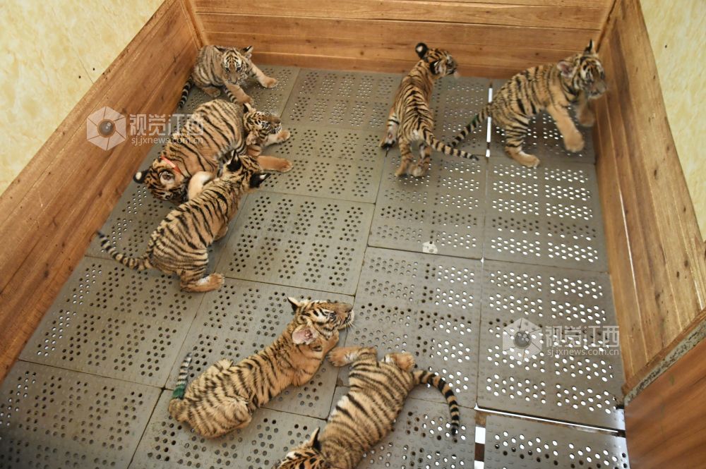 南昌动物园新添9只华南虎 总量达到46只位列全国第二
