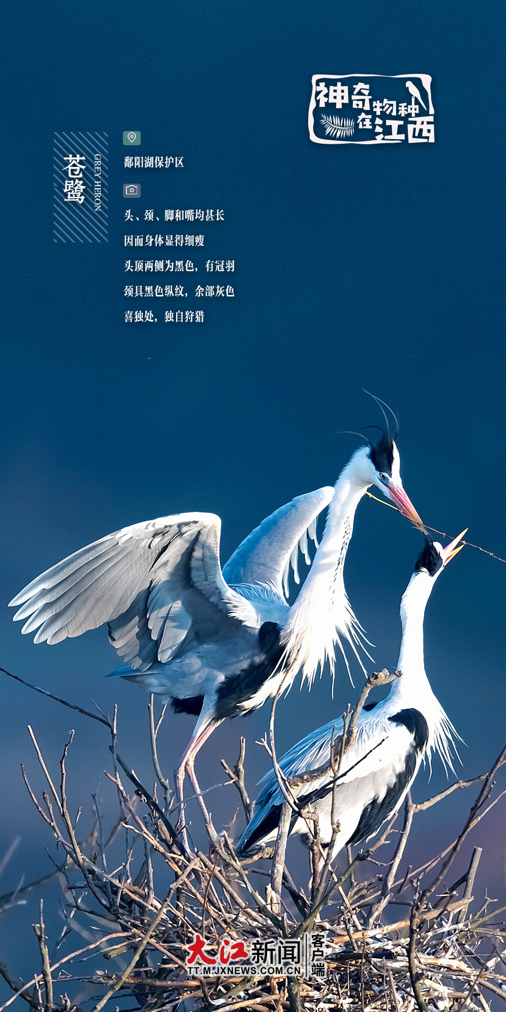 物种海报丨候鸟翩翩如约归牵手世界看江西