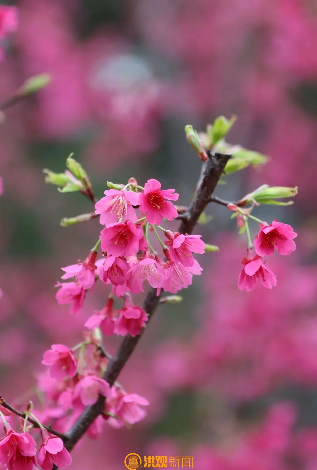 磨盘山樱花2.jpg