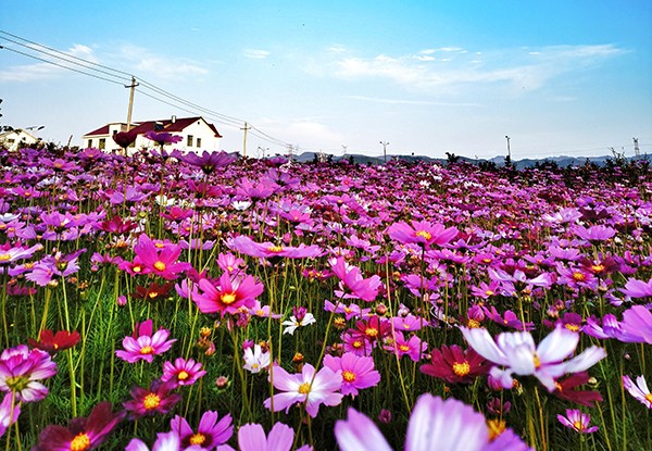 脚步哨村鲜花小镇图片