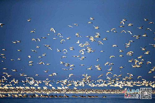 数千只白鹤、白琵鹭飞翔的壮观场面