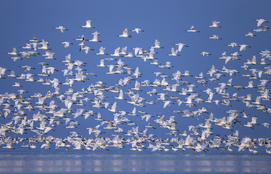 江西鄱阳湖及五河流域越冬水鸟突破80万只