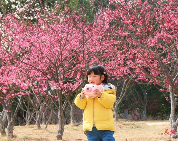 ▲南昌凤凰沟近50亩梅花竞相绽放。 景区供图