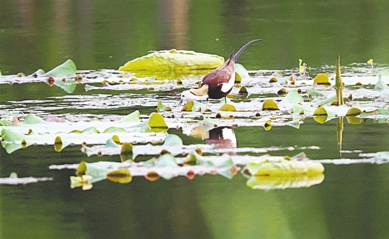 水雉年年夏天都会来象湖繁殖。