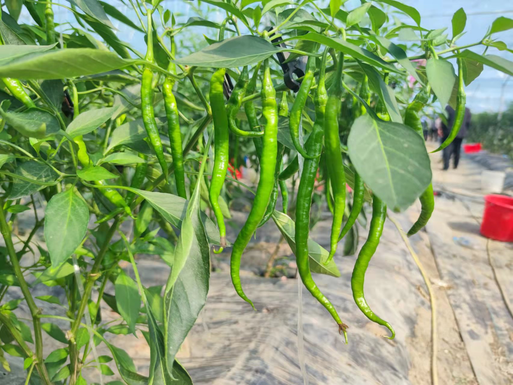 熟悉的味道江西宁都万亩富硒辣椒上市啦