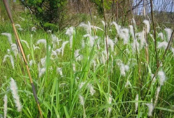苞茅摇曳通神明 魏晋风华达真雅