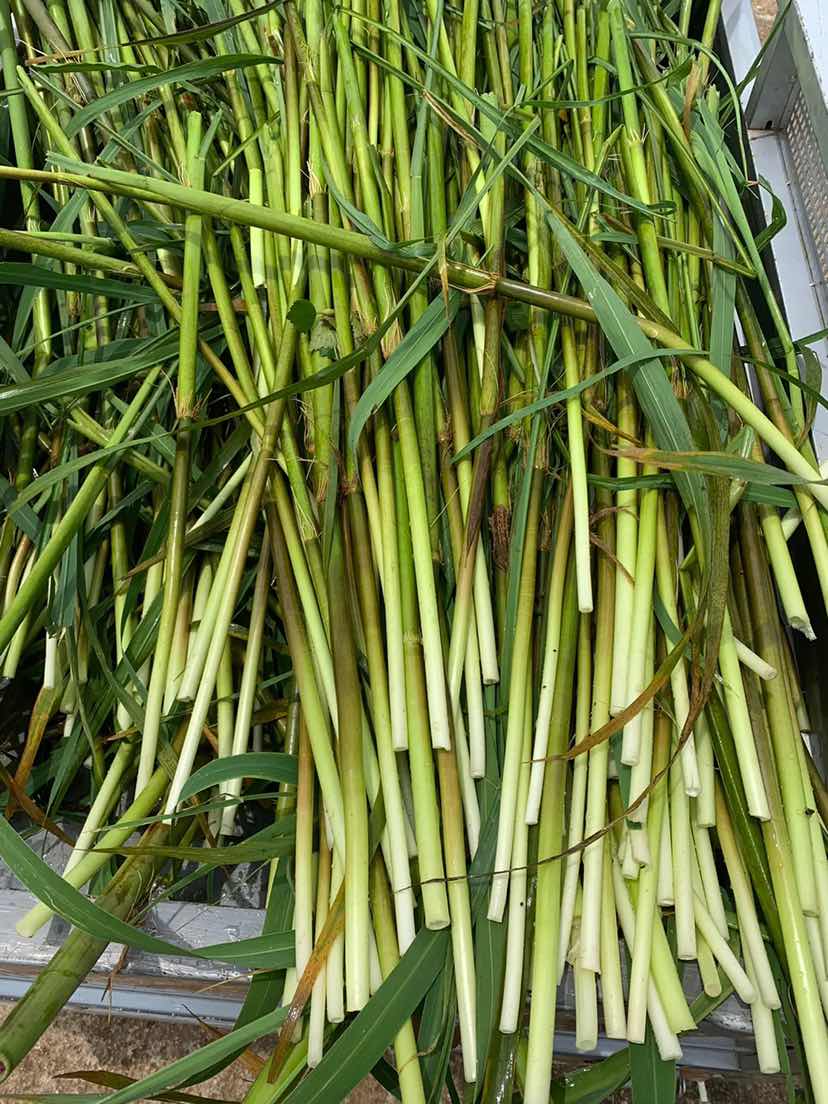 去年此时,在故乡釆蒿笋,唉,转眼一年了.