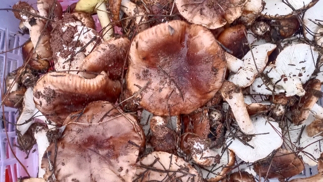 又到了捡石子菌的季节 | 大江新闻