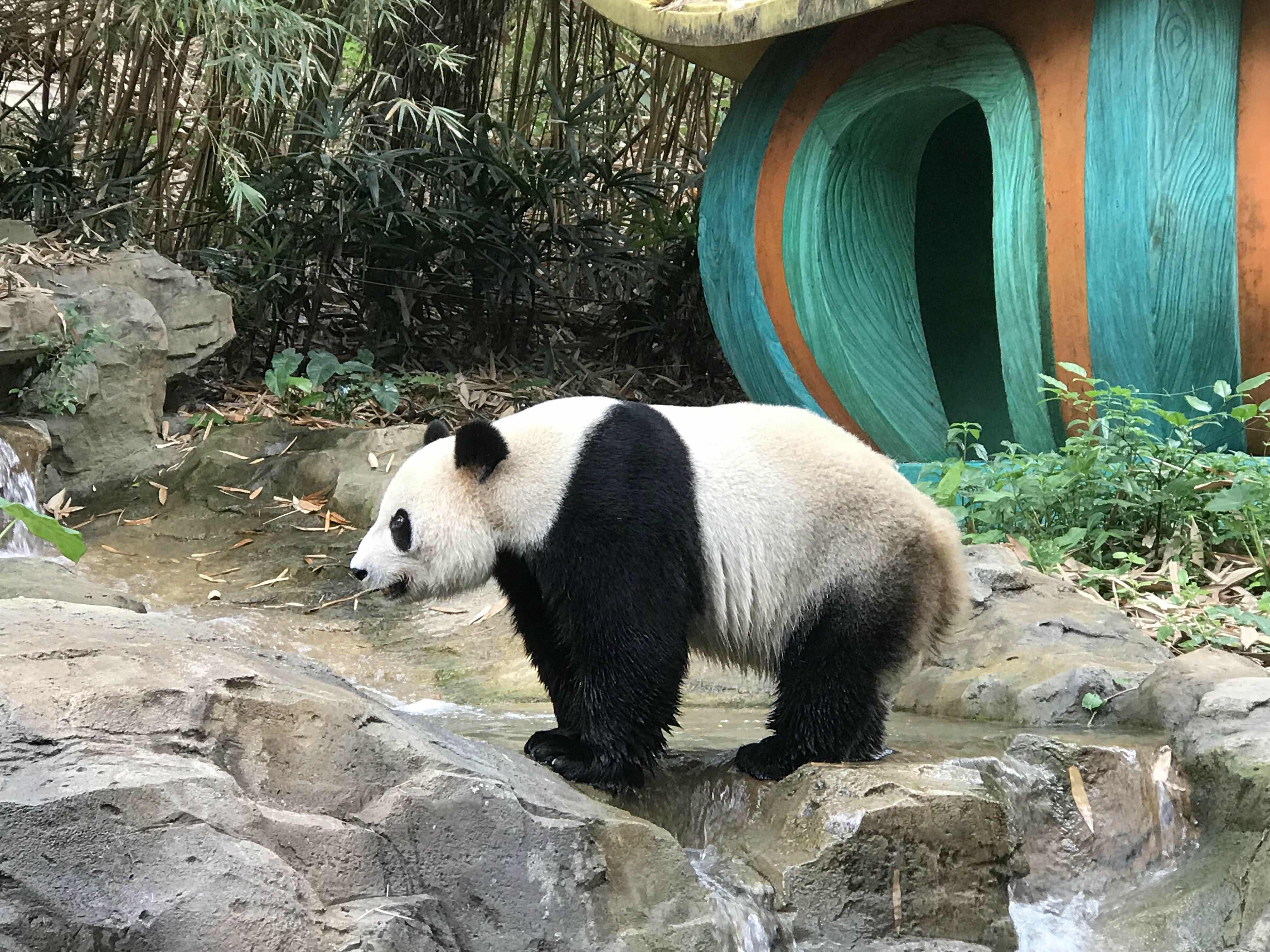 廣州長隆熊貓園