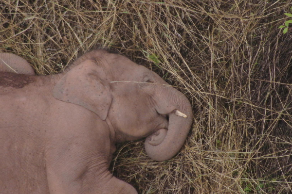云南野象群今日暂停迁移,持续在昆明晋宁区原地休息徘徊
