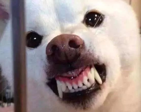 它也长着尖尖的犬牙